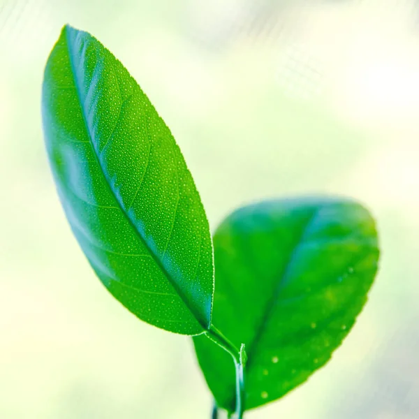 Grüne Zitronenbäume Blätter Nahaufnahme — Stockfoto