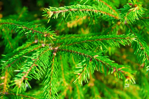 Pijnboom Takjes Als Achtergrond — Stockfoto