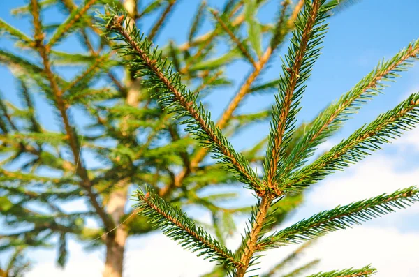 青い空に松の木 — ストック写真