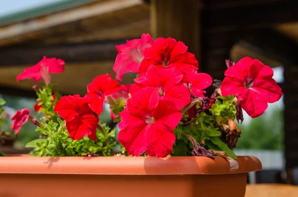 屋外のポットに赤い花 — ストック写真