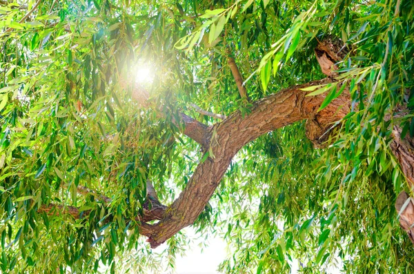 Зелене Листя Фоні Сонця — стокове фото
