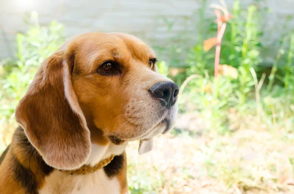 A beagle dog — Stock Photo, Image
