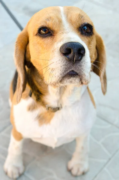 En beaglehund — Stockfoto