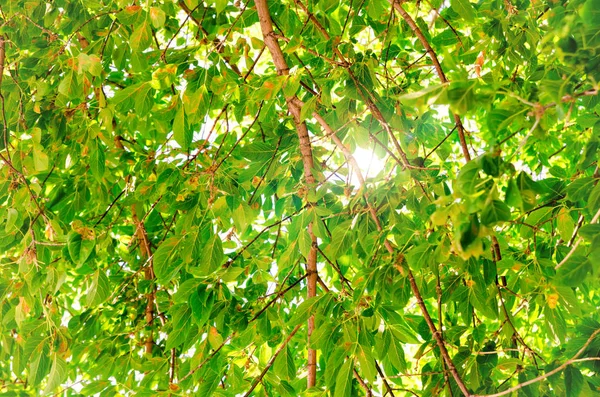 Bakgrund Gröna Löv Mot Solen — Stockfoto