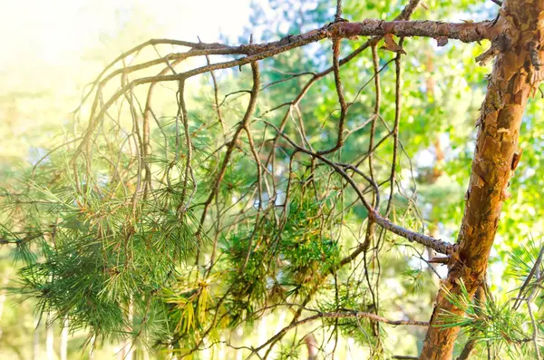 針葉樹林内の松の枝 — ストック写真