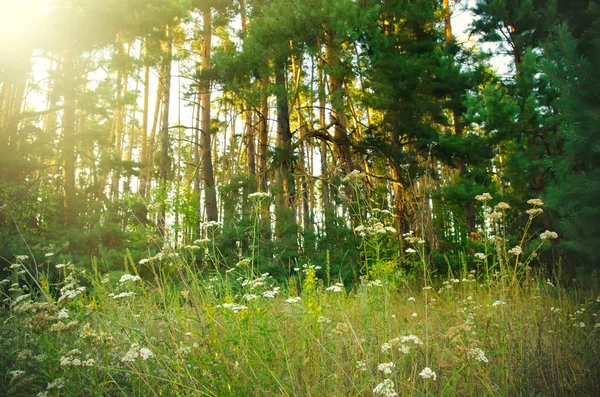 Glade Flowers Pine Forest — Stock Photo, Image