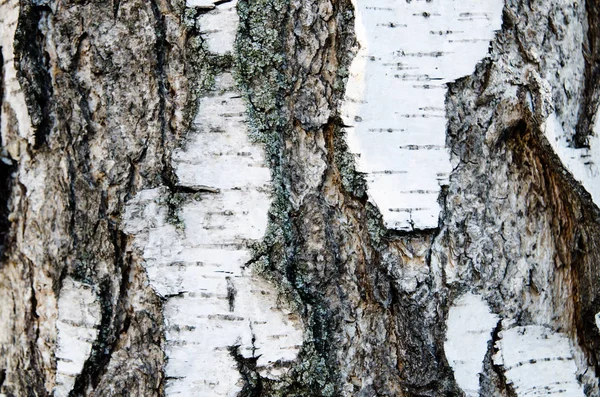 Birch Casca Textura Como Fundo — Fotografia de Stock