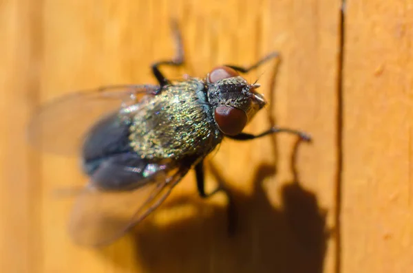 Fliegen auf einem hölzernen Hintergrund — Stockfoto