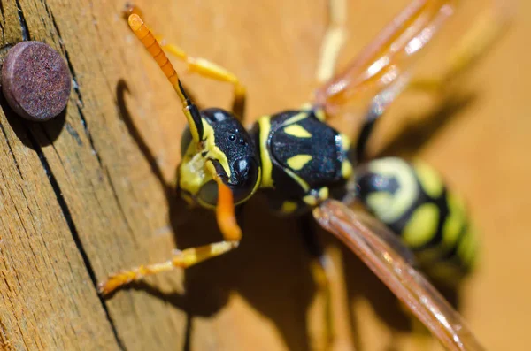 Ein Wespenmakro — Stockfoto