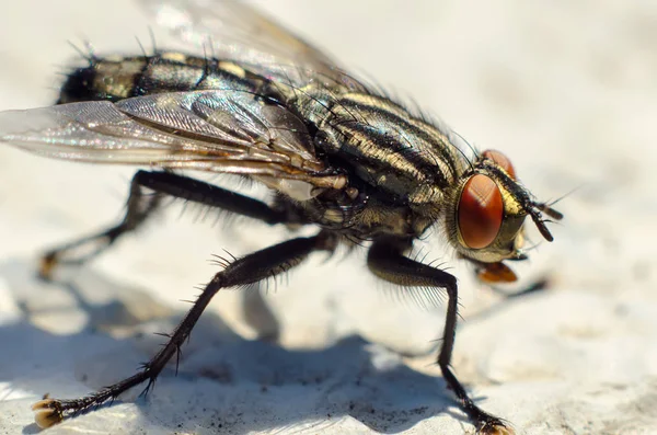 Fliege sitzt auf einem Stein — Stockfoto