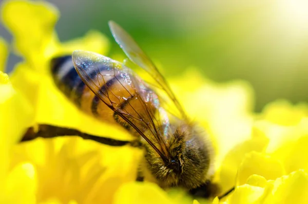 Biene auf einer Blume — Stockfoto