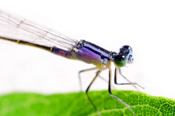 Dragonfly sitting on a leaf — Stock Photo, Image