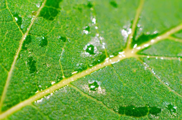 Υγρό Πράσινο Φύλλο Ένα Closeup Του Φόντου — Φωτογραφία Αρχείου