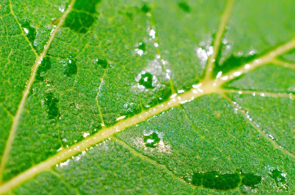 Feuille Verte Humide Comme Fond Gros Plan — Photo