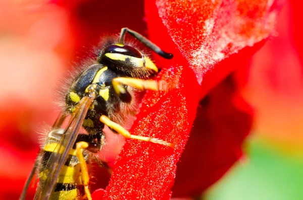 Wespe auf einer Blume — Stockfoto