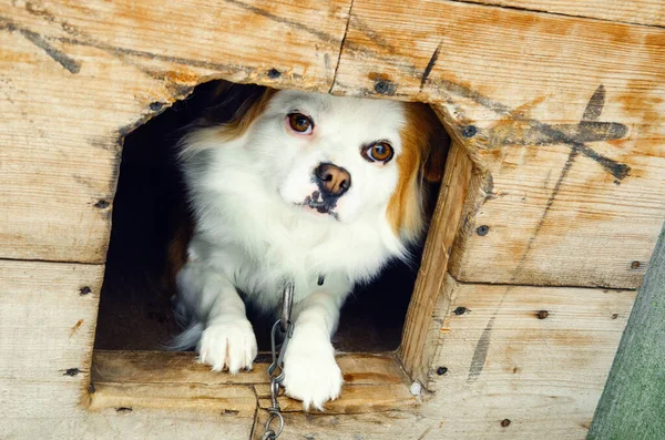 Hund angekettet — Stockfoto