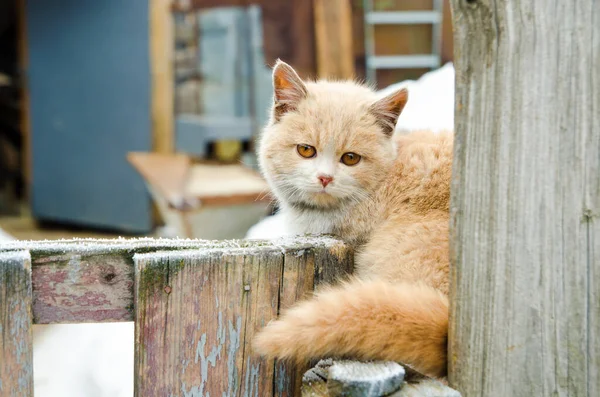 Gatinho doméstico — Fotografia de Stock