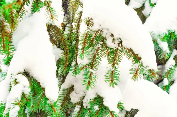 Çam dalları — Stok fotoğraf