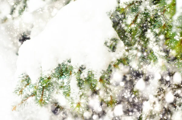 Çam dalları — Stok fotoğraf