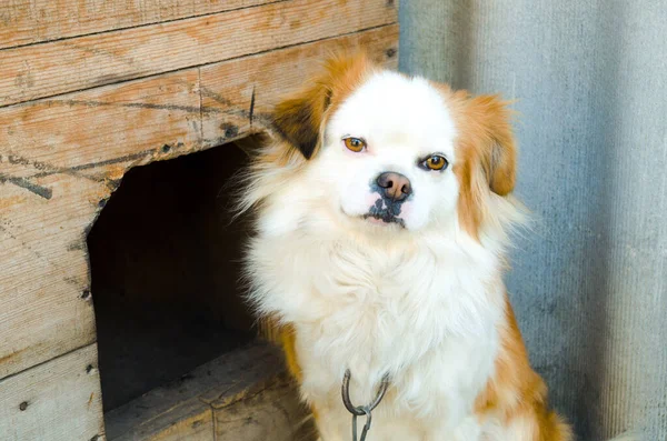 Kedjade hunden — Stockfoto