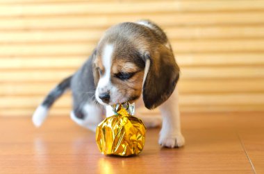 Beagle köpek yavrusu