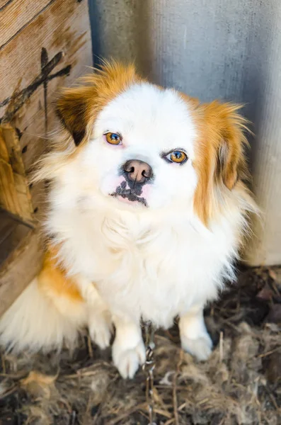 Cão doméstico — Fotografia de Stock