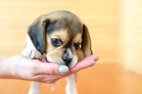 Szczeniak Beagle — Zdjęcie stockowe