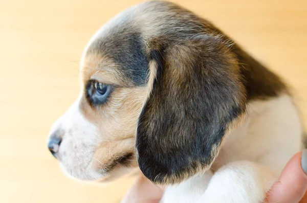 Beagle puppy — Stock Photo, Image