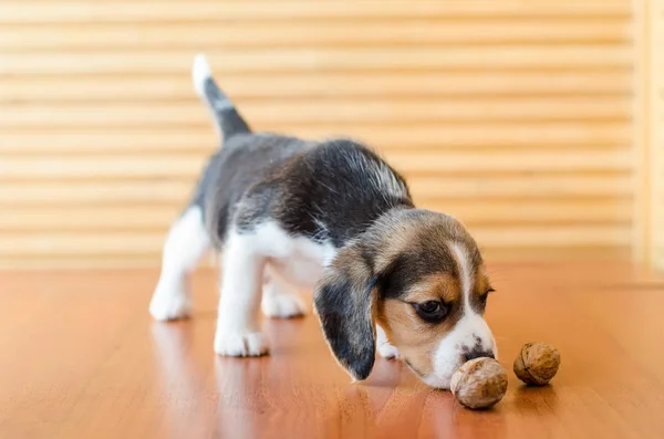 Beagle valp — Stockfoto