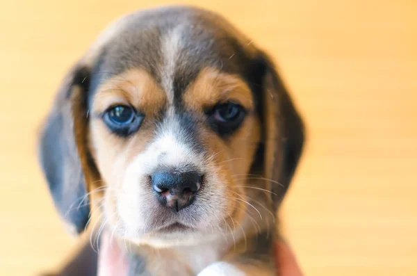 Beagle puppy — Stock Photo, Image