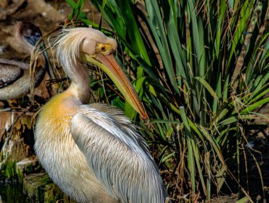 Vahşi doğada pelikan