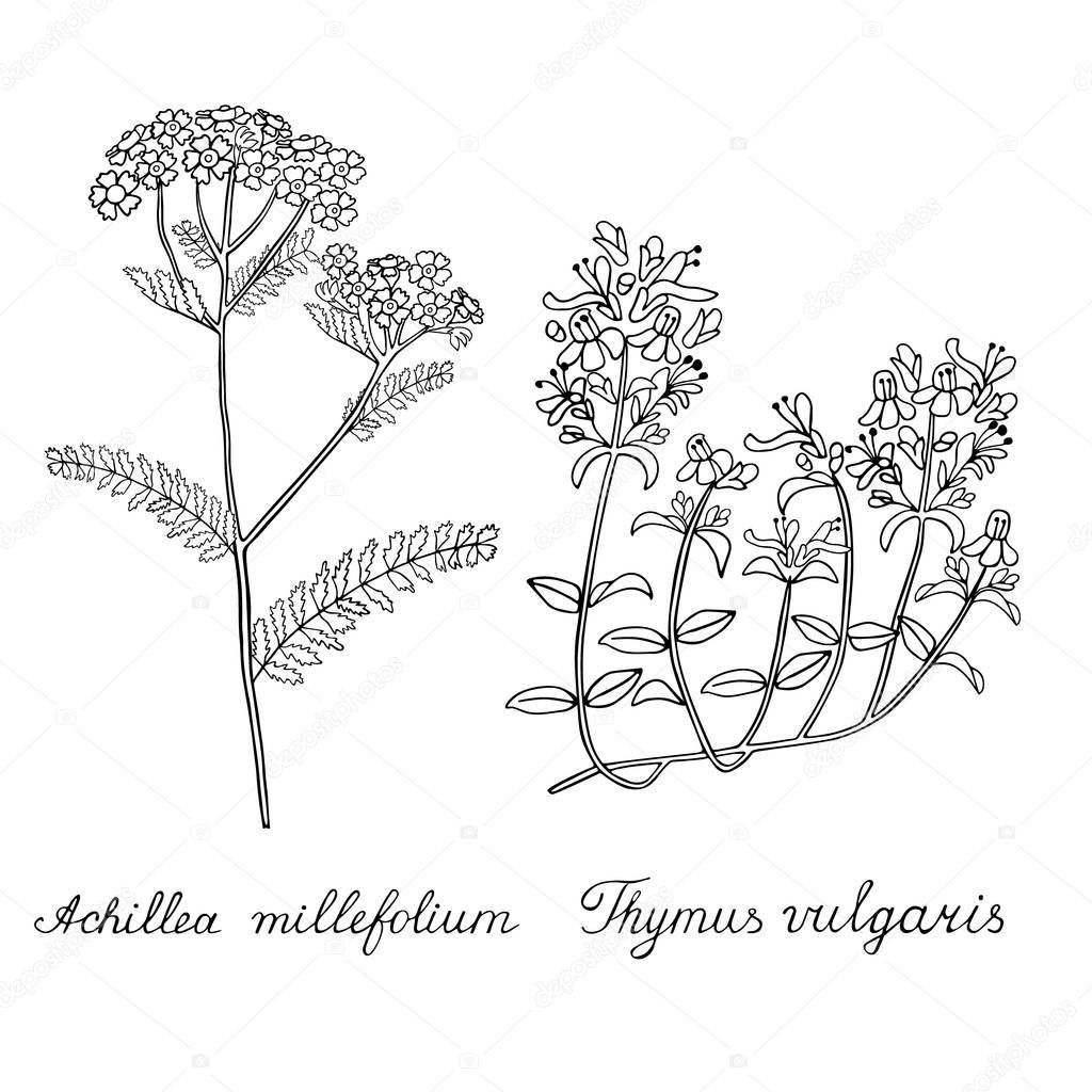 Thyme Yarrow Hand drawn sketched vector illustration. Doodle graphic