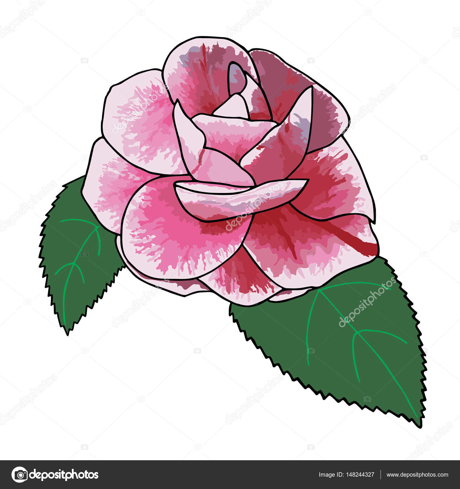 Camelia rosa disegnato a mano con colori aquarelle — Vettoriale Stock
