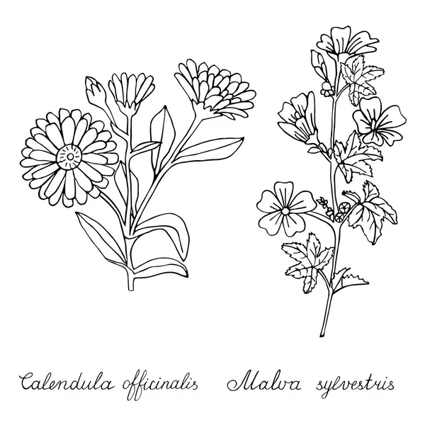 Caléndula officinalis y Malva sylvestris dibujadas a mano — Vector de stock