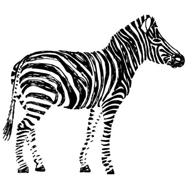 Zebra elle çizilmiş. Nesne üzerinde beyaz izole.