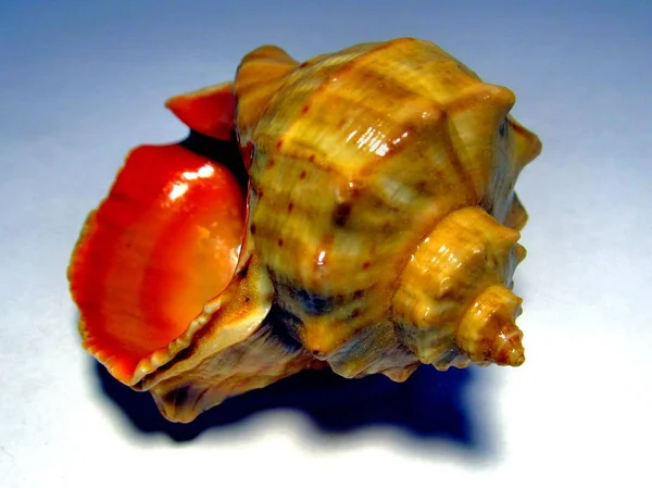 Shell of venous rapana — Stock Photo, Image