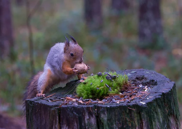 Nördliches Eichhörnchen — Stockfoto