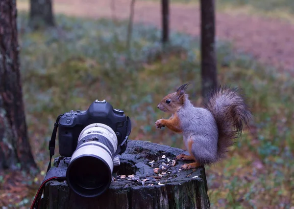 Sincap Kuzey hikayesi