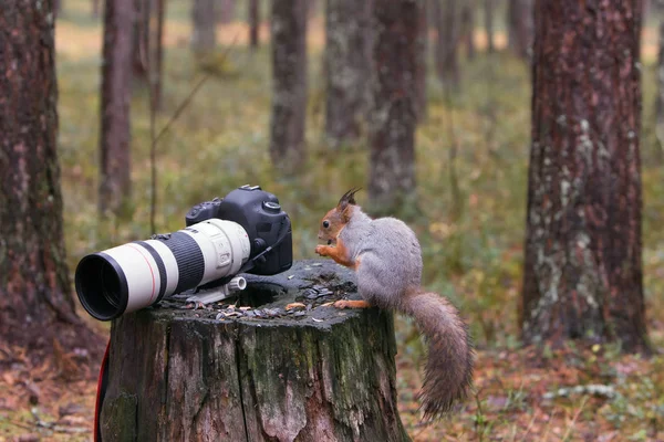 Sincap Kuzey hikayesi