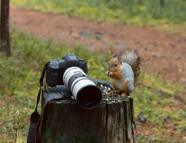 Sincap Kuzey hikayesi