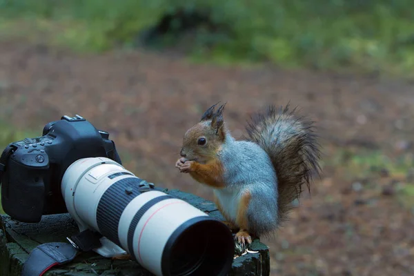 Northern tale of squirrel — Stock Photo, Image