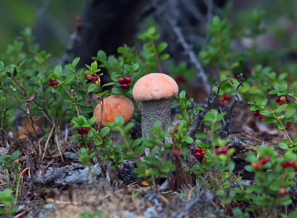 Sessiz avlama, mantar malzeme çekme
