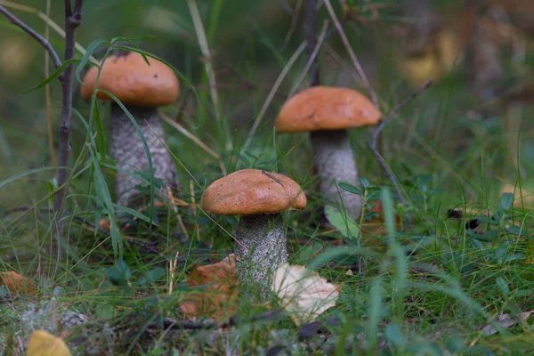 Sessiz avlama, mantar malzeme çekme