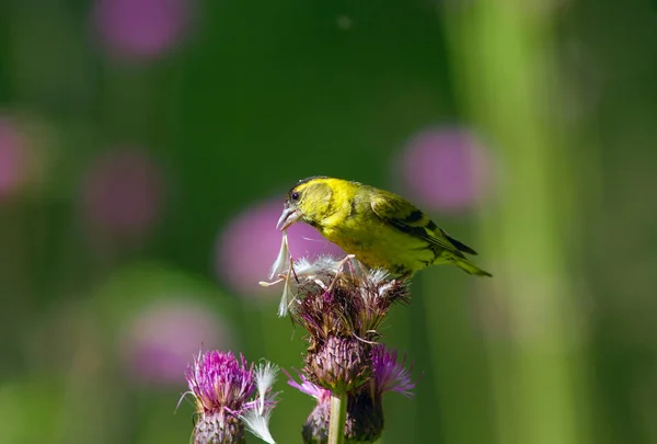 Sabah kahvaltı iskete