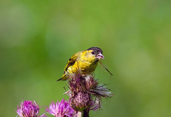 Sabah kahvaltı iskete