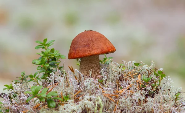 Sessiz avlama, mantar malzeme çekme