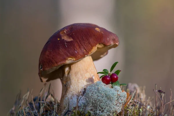 Тихе полювання, збирання грибів Ліцензійні Стокові Фото