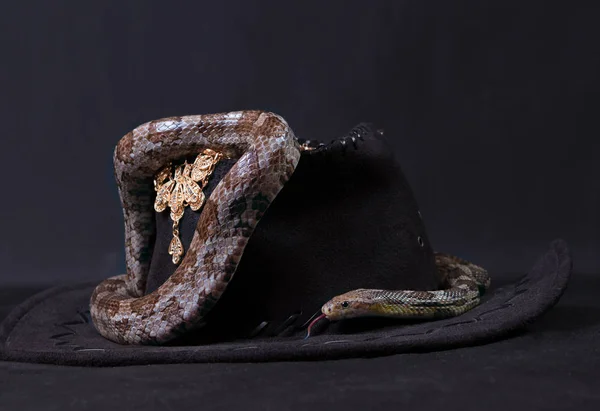 Evde yılan içeriği