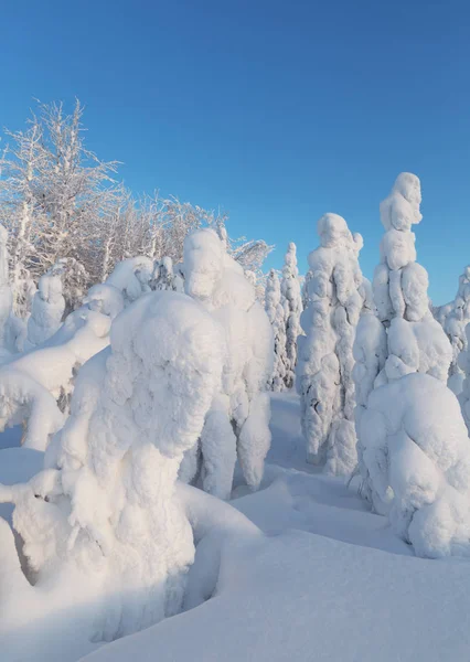 Зима, северный край красоты — стоковое фото