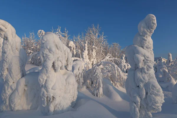 Der Winter, der nördliche Rand der Schönheit — Stockfoto
